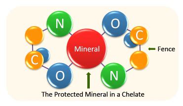 chelated mineral 28ct|New approaches, bioavailability and the use of chelates as a .